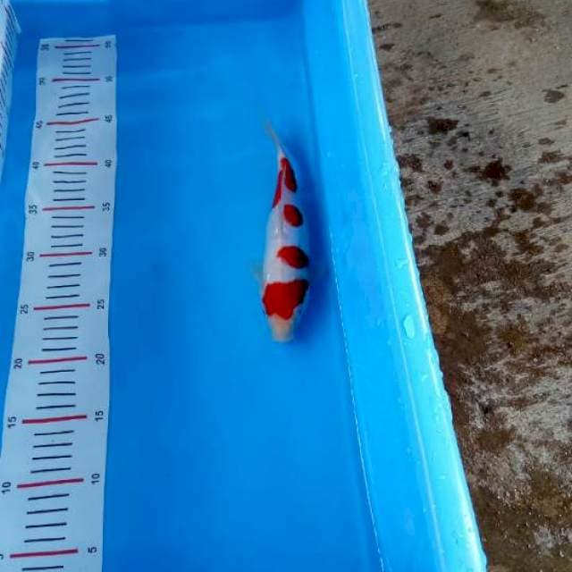 Doitsu kohaku merah merona