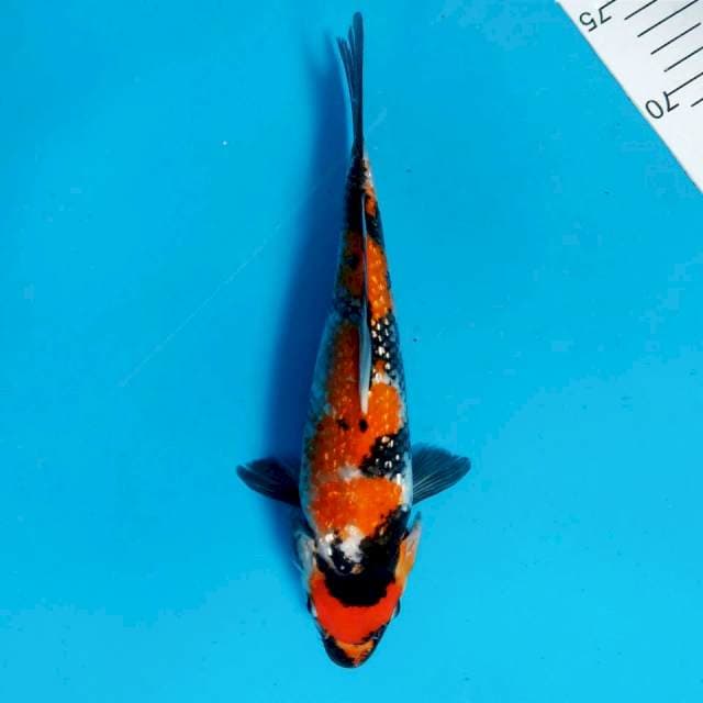 Showa gindrin 29cm