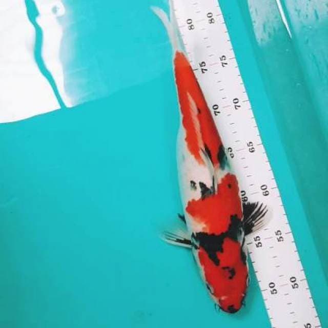 Showa hQ 33 cm prospek