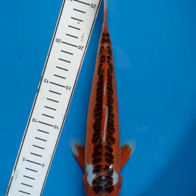 Shusui red strong 30cm