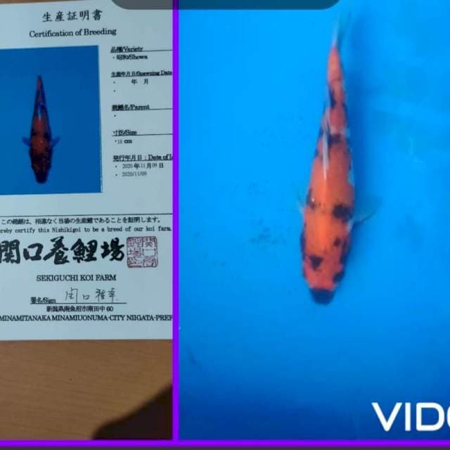 Showa Sakaguchi size 25 cm