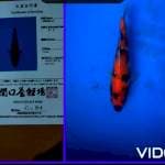 Showa Sakaguchi size 25 cm