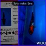 Showa sekiguchi size 25 cm