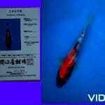Showa sekiguchi size 25 cm