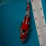 Sanke Male 25 cm