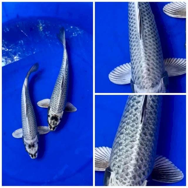SILVER MUKASHI 2 ekor