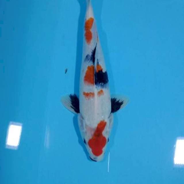 Maruten kindai showa HQ 26cm