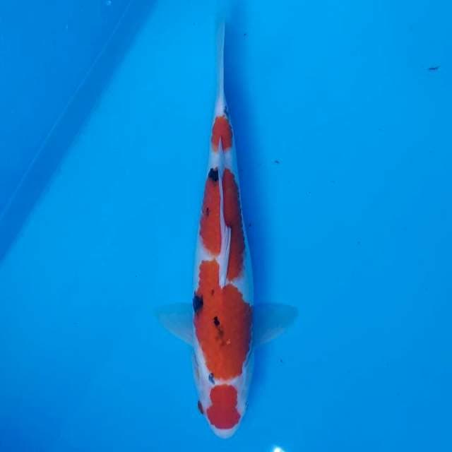 MARUTTEN SANKE 37CM