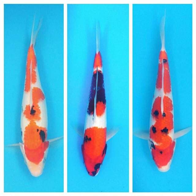 Mix 30cm sanke n showa