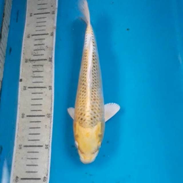 Kirin