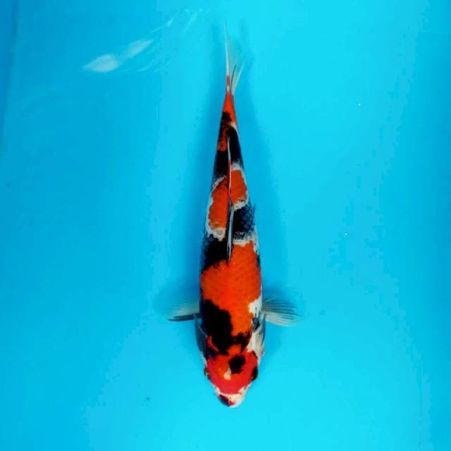Showa 29cm