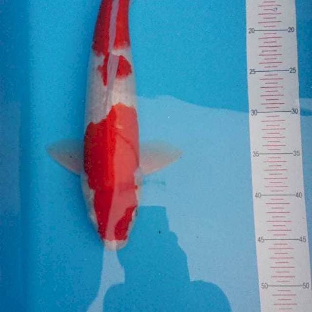 kohaku merah strong male