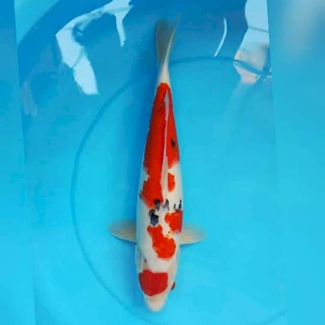 Gendong Telur 45cm