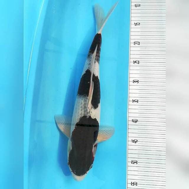 Black Kohaku 43cm