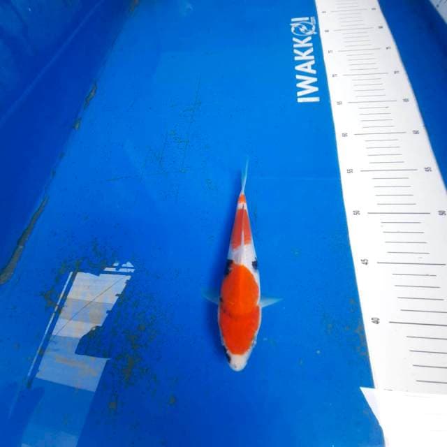 Red Sandan Showa 