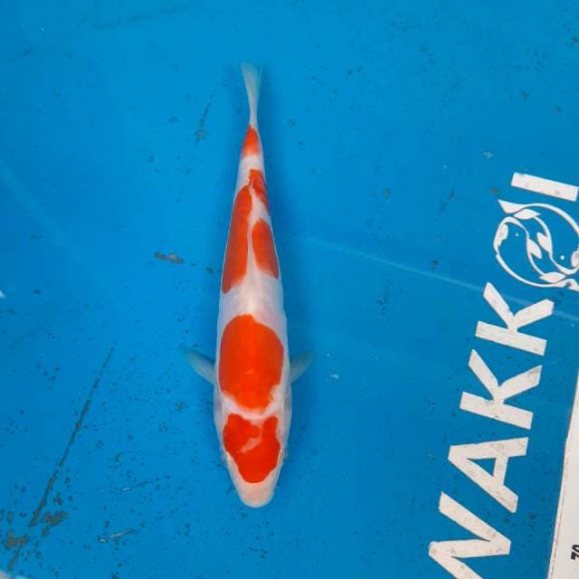Yondan Kohaku Doitsu