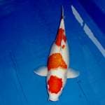 Yondan Kohaku Top 40 cm