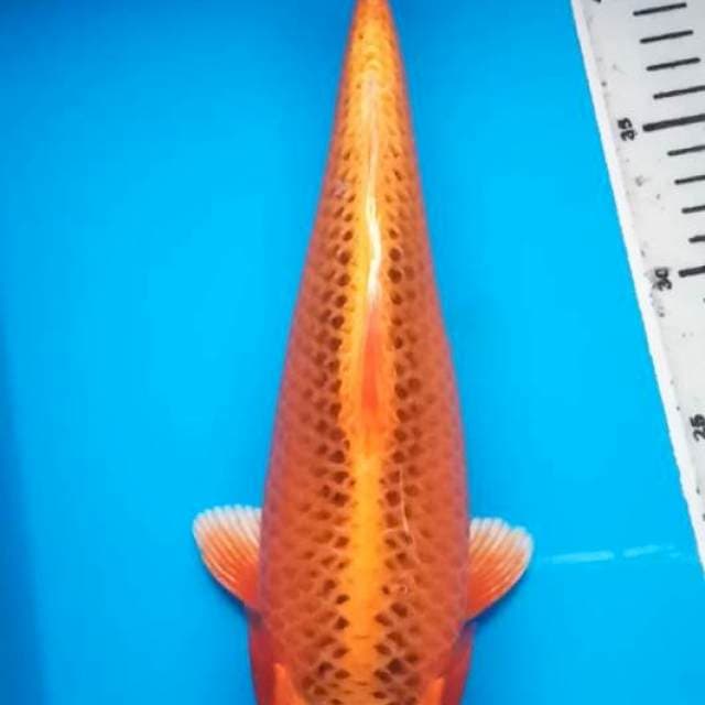 AKA MATSUBA BULKY 33 Cm
