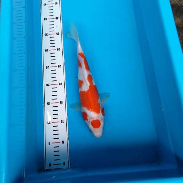 Original kohaku pattern