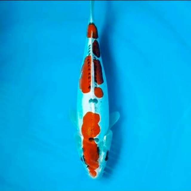 Kiko kuryu