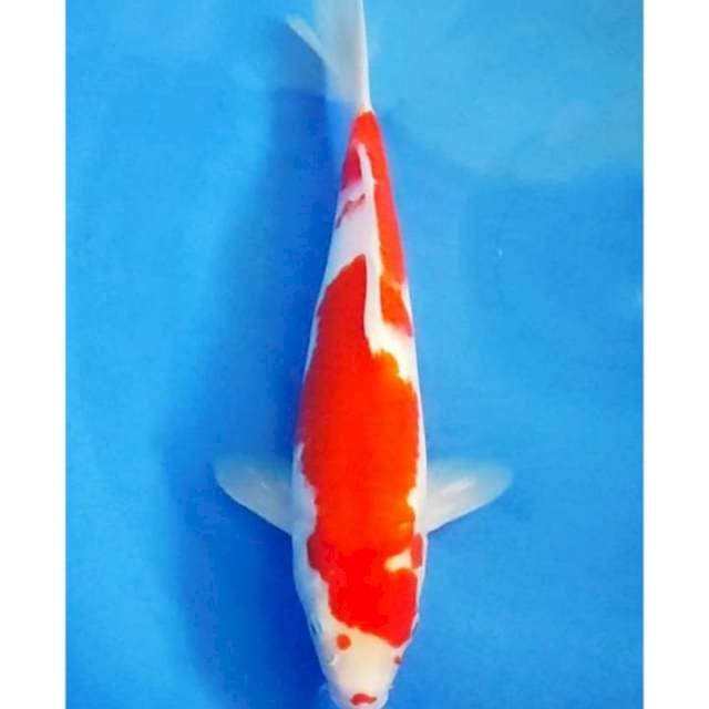 Inazuma Original Kohaku 31cm (M)