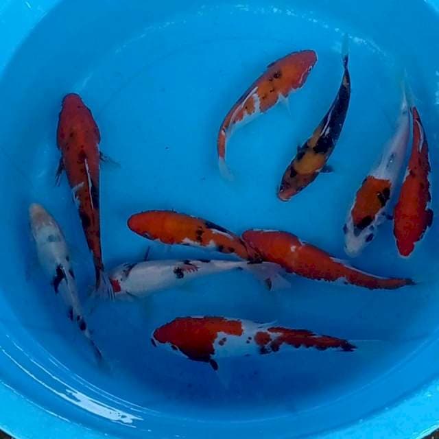 Mix 15-20cm. 10 ekor