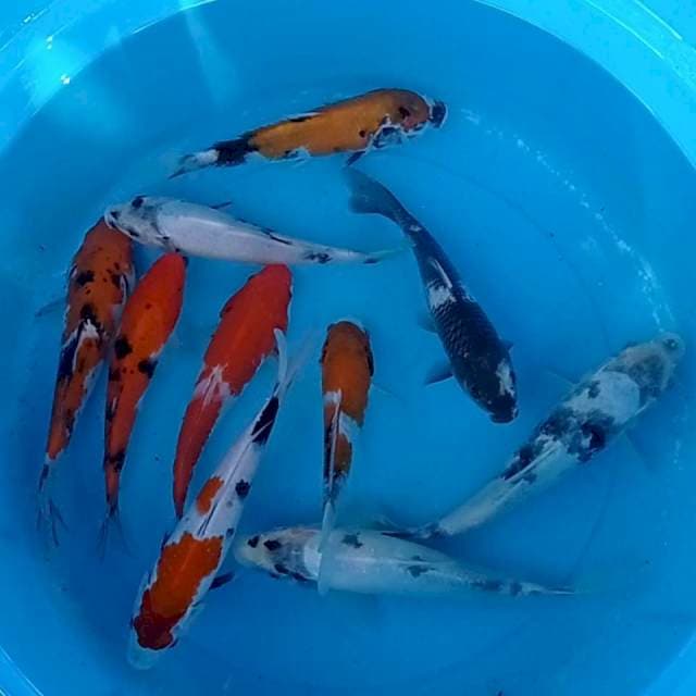 Mix 15-20 cm. 10 ekor