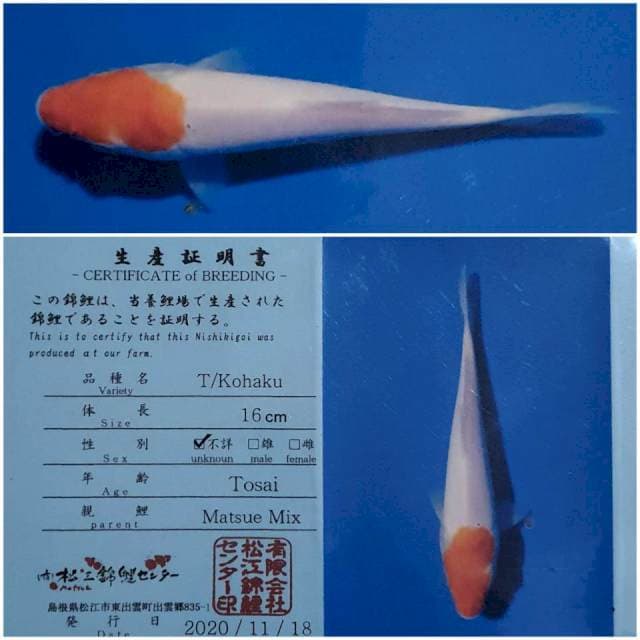 Tancho Kohaku Import