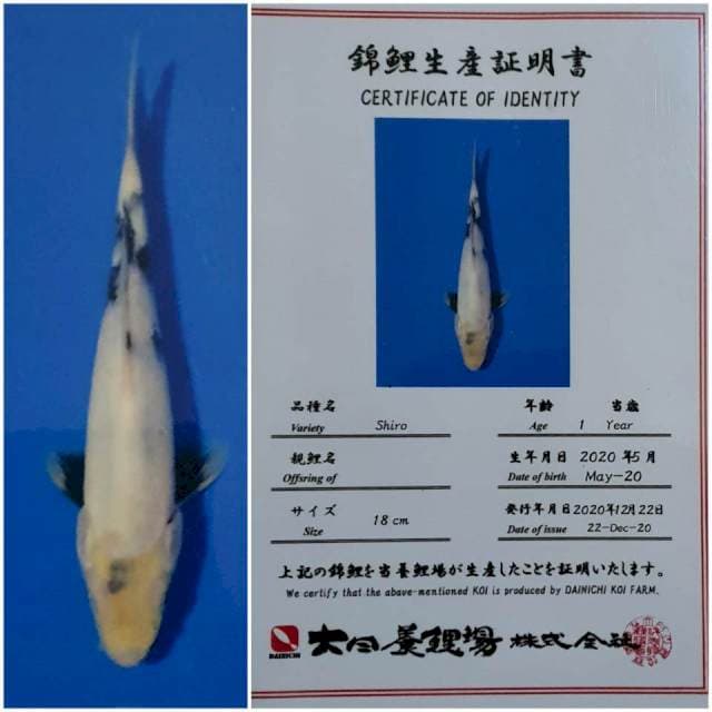 Shiro Import