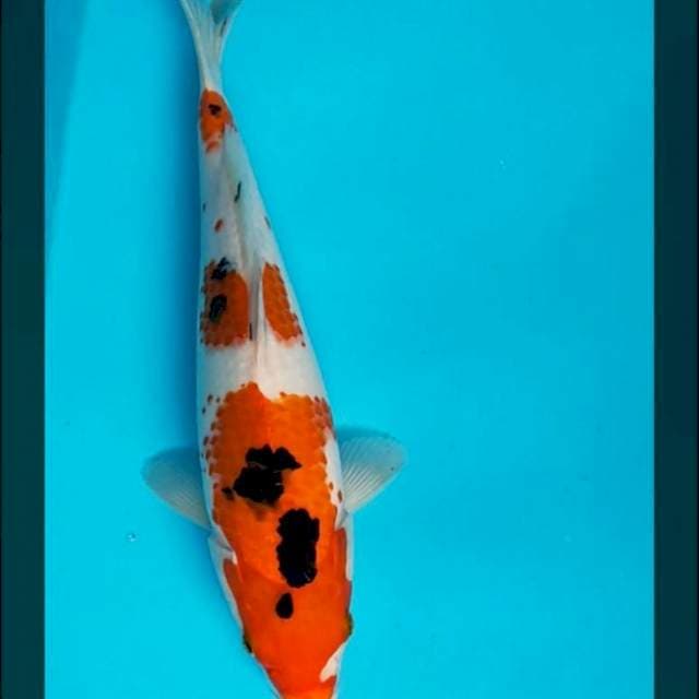 Sanke Bulky 32cm