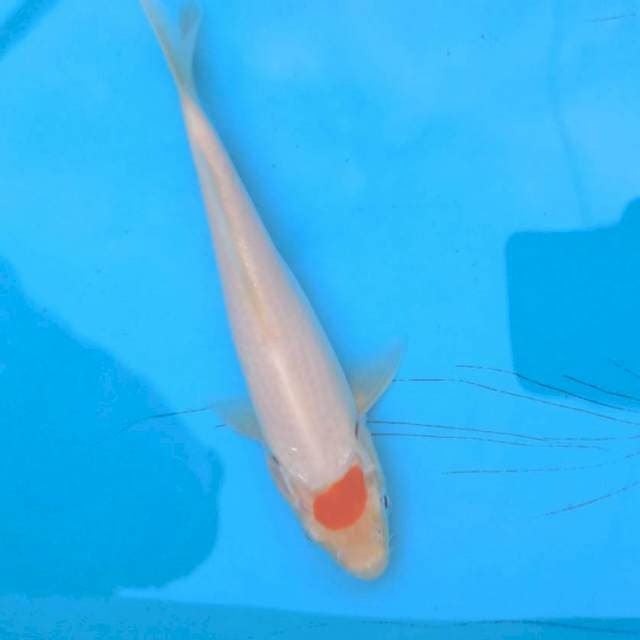 Tancho Original 19 Cm
