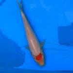 Tancho Original 19 Cm