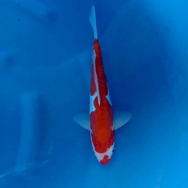 Kohaku doit 30 bu