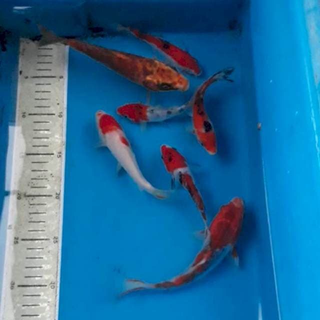 7 ekor 11-18 cm
