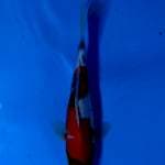 SHOWA 30CM 