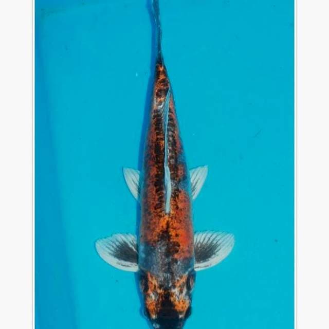 Kikoryu 45cm