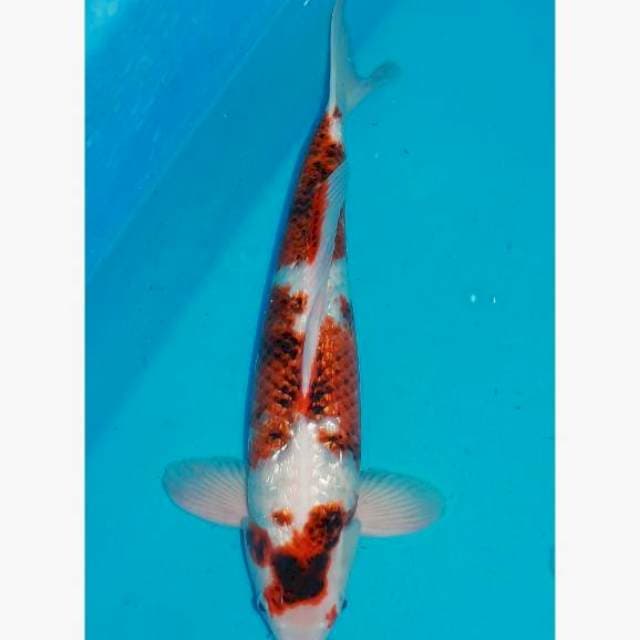 Koromo 47cm male