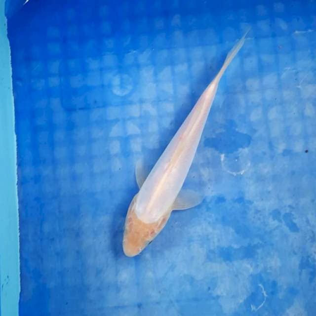 Pure doitsu shiromuji 20cm