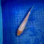 Pure doitsu shiromuji 20cm