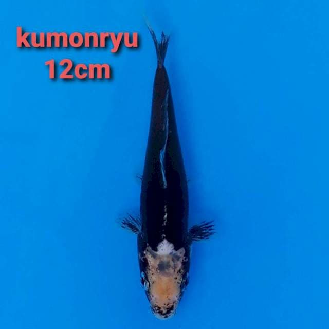 F1 kumonryu 12cm