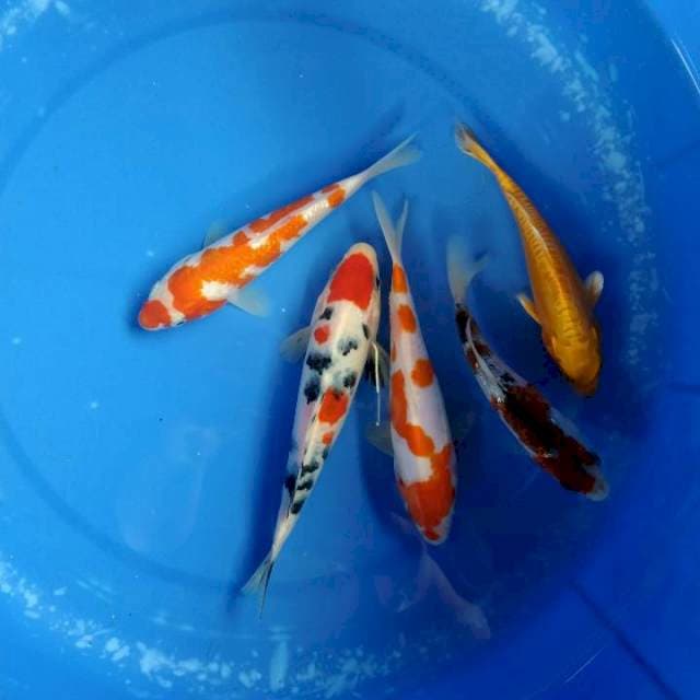 Sk mix