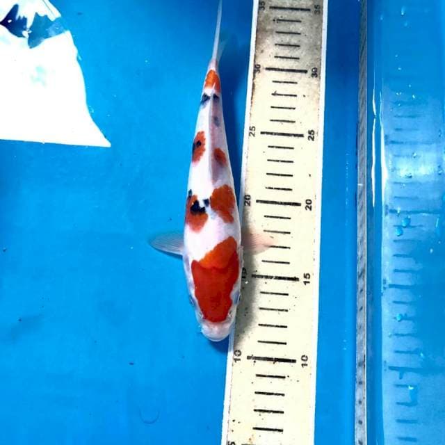 Sanke, 21 cm