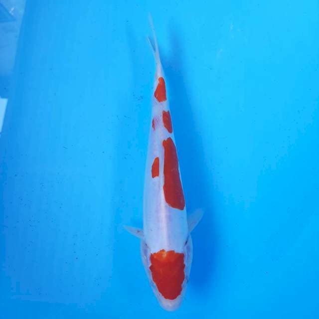 KOHAKU Doit #23 M