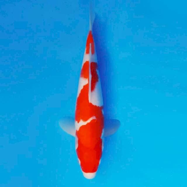 MEDUSA 2 - Kohaku ®