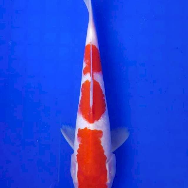 KOHAKU #21 F