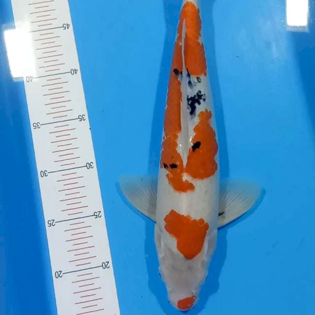 Thaiso sanshoku 39cm