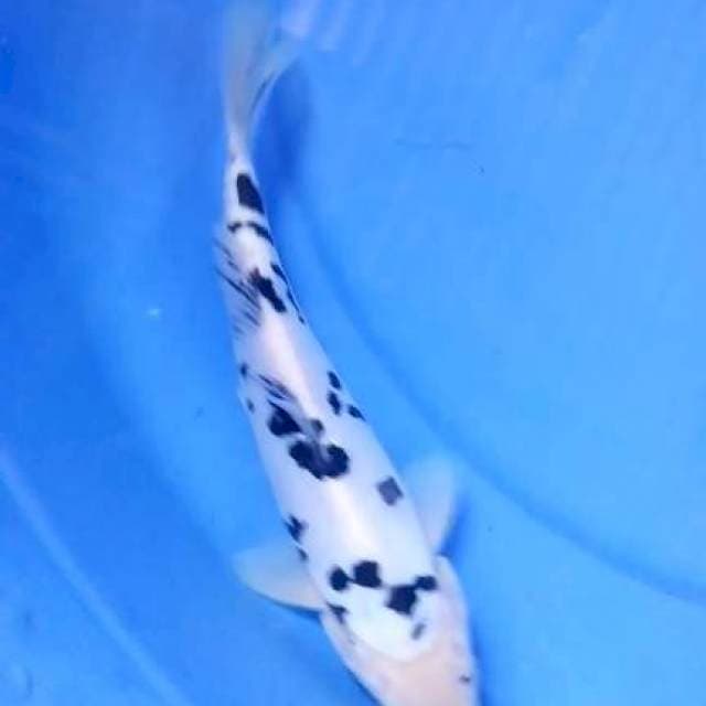 Bekko doitsu 25cm