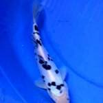 Bekko doitsu 25cm