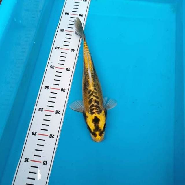 Kabuto nangka