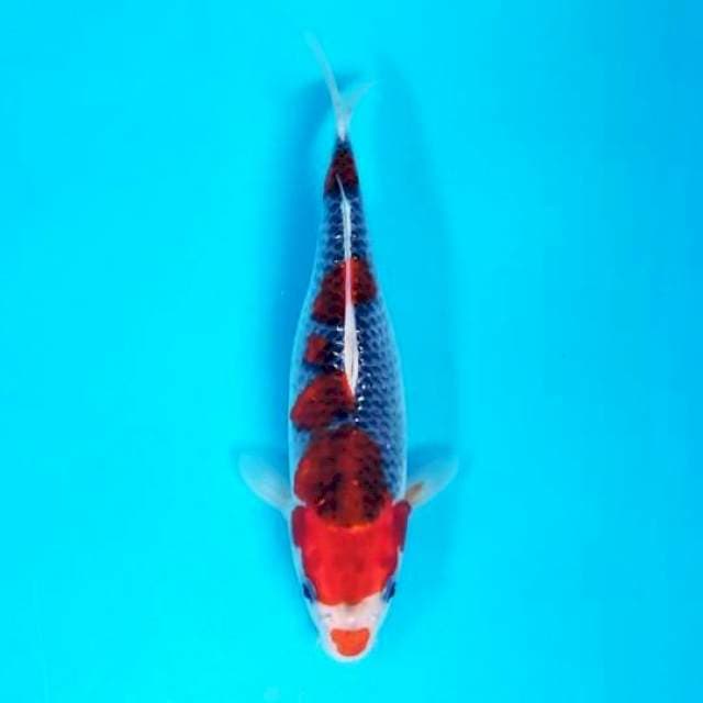 KUCHIBENI GOSHIKI 23 CM